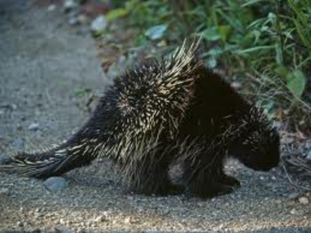 Porcupine