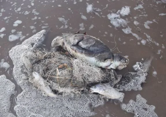 Mort per contaminació