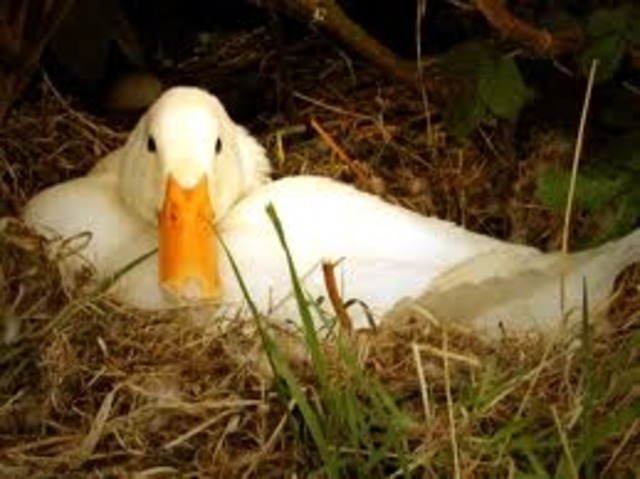 Bought and raised 500 ducks