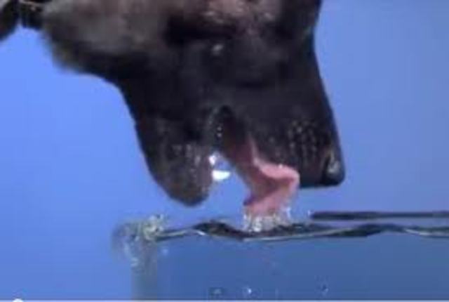 Gideon's Army Reduced