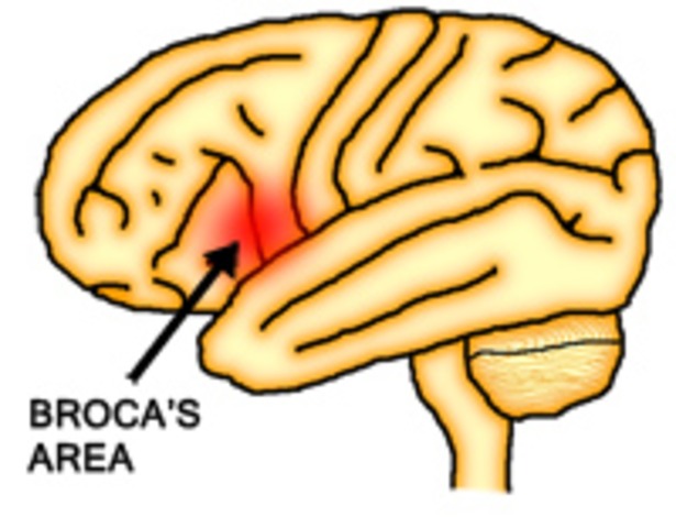 Paul Broca is credited with Brocas Area