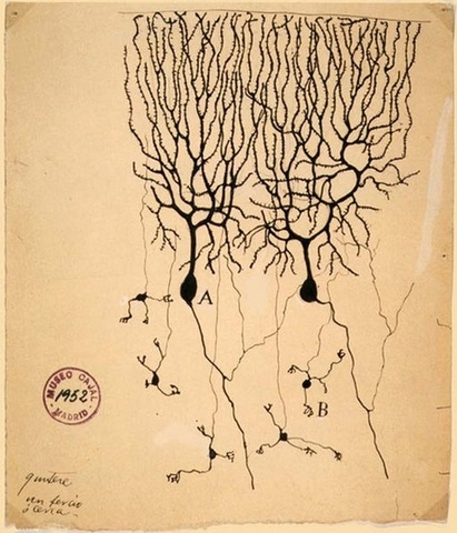 The Neuron Doctrine wins the Nobel Prize