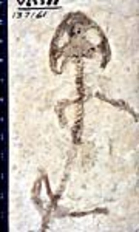 Carboniferous 345-280 Million Years Ago