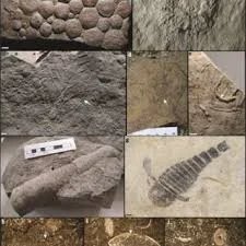 Formation of Organisms