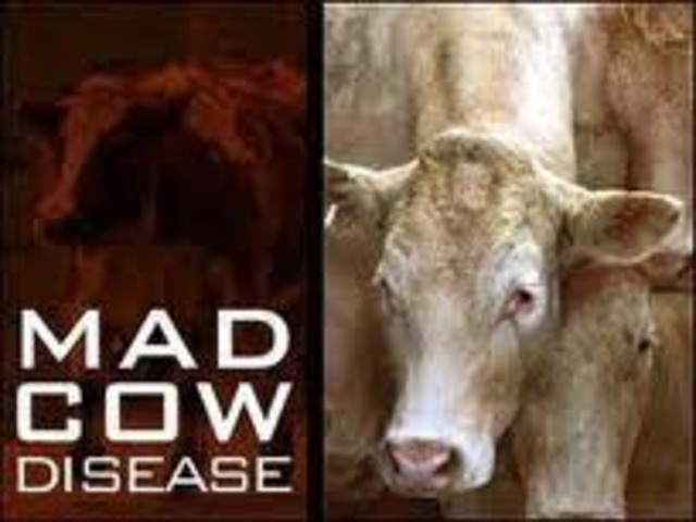 Mad Cow Disease