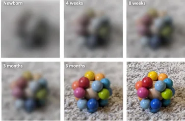 scherpte/zicht volledig ontwikkeld (20/20)