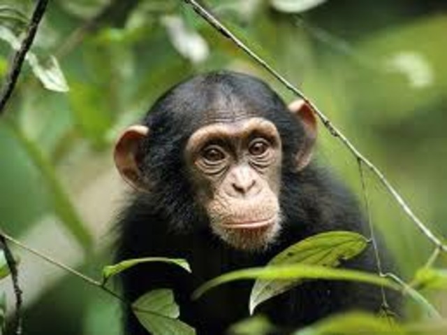 Jane Goodall Quiz