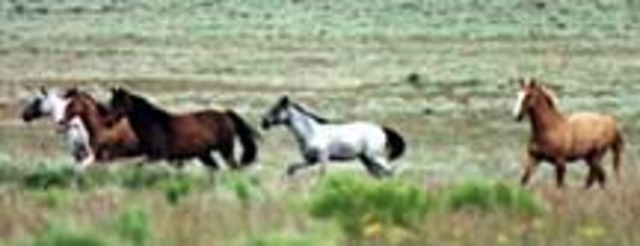 Spanish conquistadors brought horses to America