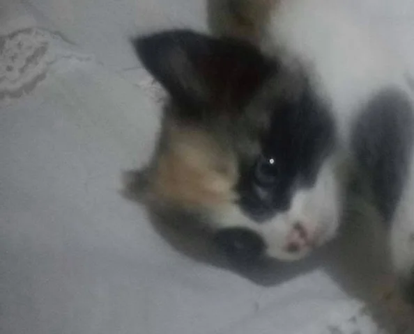 Anecdote of a kitten