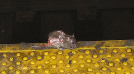 Timeline: New Yorkers Deserve a Rat Free Subway