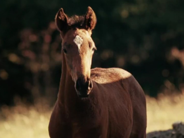 war horse joey and zoey