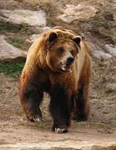 Bear