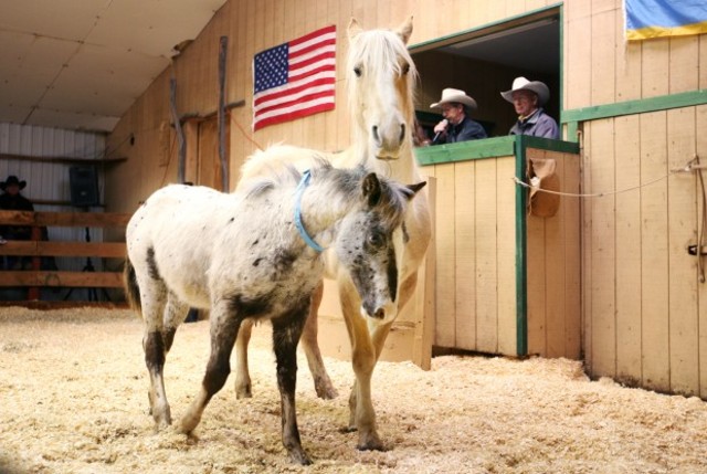 The horses are actioned off