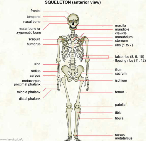 Stuart Havelock Hollingdale, anthropologist dies at age 42