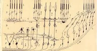 Santiago Ramón y Cajal