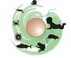 Biología del desarrollo