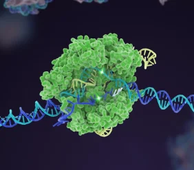 Embriología molecular