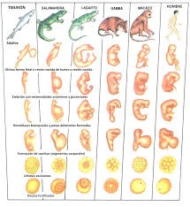Embriología comparada
