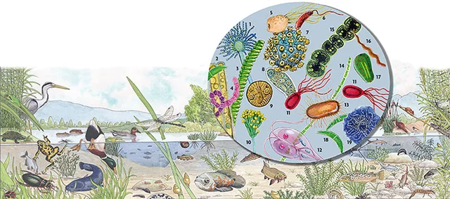 Otras nocciones de causas