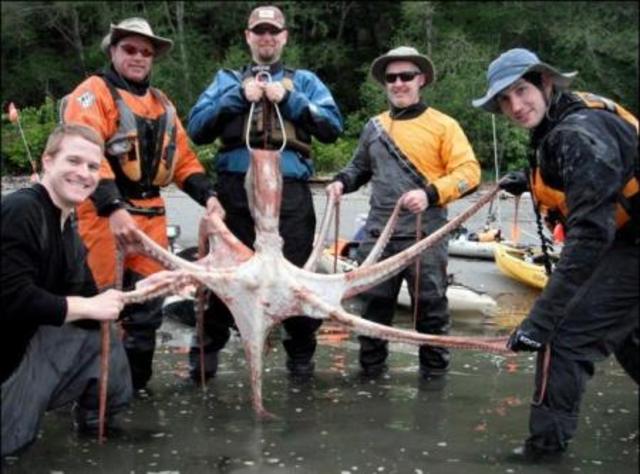 Enormous Octopus!