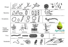 🧾 Taxonomía de las enfermedades