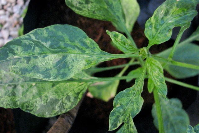 Fines de siglo XIX (Koch a prueba)