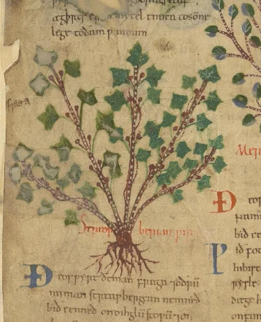 Orlob gb. ancient and medieval plant patho...