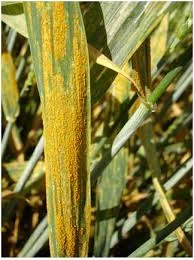 Causa de roya del trigo