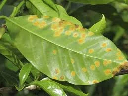 Destrucción del café en el sudeste asiático (1870–1880) y desde 1970 en América