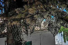 Enfermedad del olmo holandés