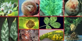 Fisiología de las enfermedades de las plantas