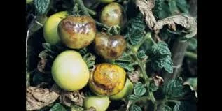 Mildiu en solanáceas bajo invernadero