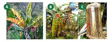 Emergencia por Fusarium R4 en Colombia