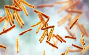 Mycobacterium tuberculosis