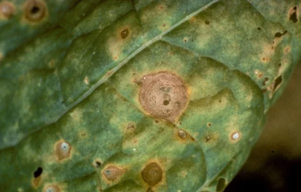 Primeras enfermedades en plantas