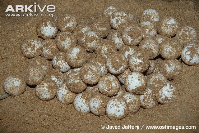 he finds turtle eggs