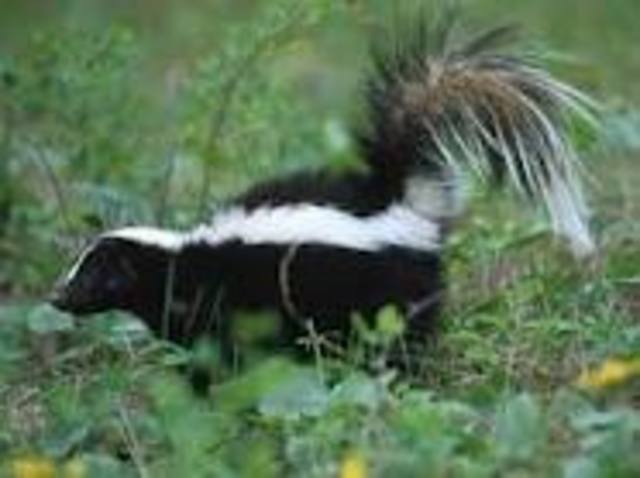 the skunk