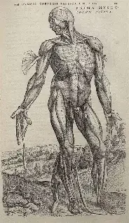 De humani corporis fabrica