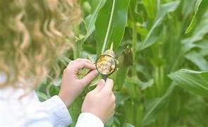 La teoría humoral (Elementos del clima)