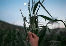 La teoría cósmica o sideral (fase lunar para el establecimiento de cultivos)