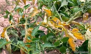 Otras nociones de causa