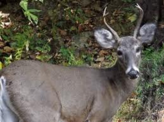 Killed first whitetail Deer age 14