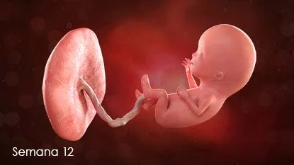 Periodo Fetal - 9 a 13 semanas