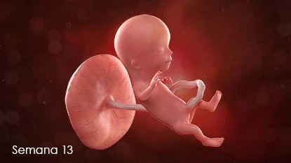 Periodo Fetal - 13 a 26 semanas