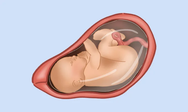 Periodo Fetal 26 a 38 semanas