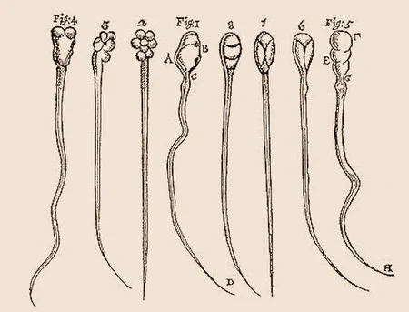 Antoine van Leeuwenhoek Observa los "Animálculos"
