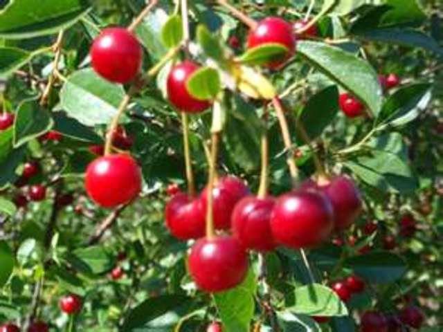 Gut cherries (and water)