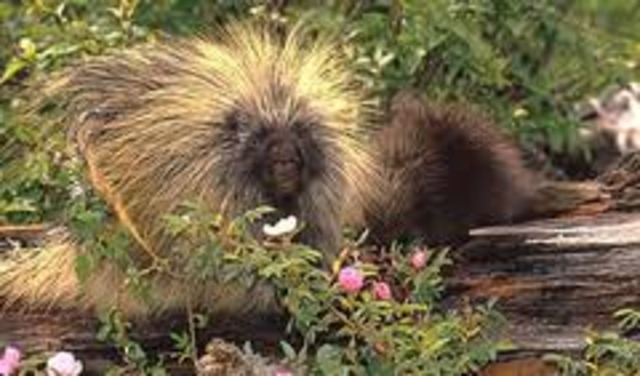 Porcupine