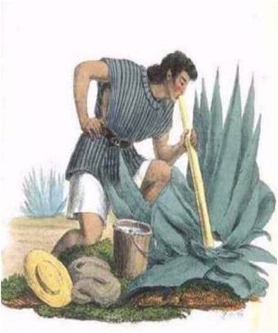 ELABORACION DEL PULQUE