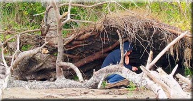 Brain builds shelter